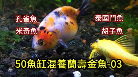 可以跟金魚混養的魚|金魚跟什麼魚混養最佳，混養注意事項精選